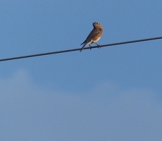 Eastern Bluebird